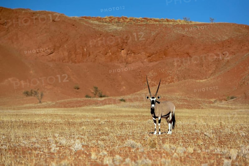 Gemsbok (Oryx gazella) in barren landscape, Gondwana Namib Park, near Sesriem, Hardap Region, Namibia, Africa