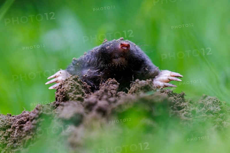 European mole (Talpa europaea), Germany, Europe