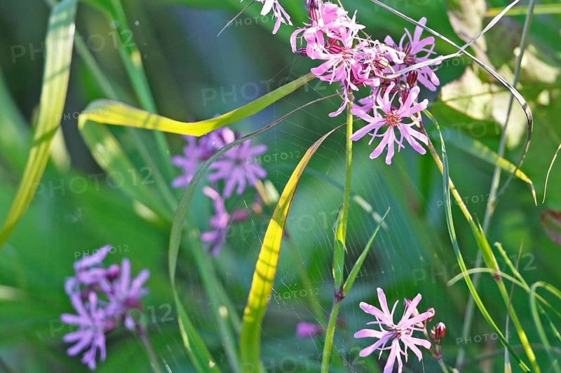 Cuckoo's campion (Silene flos-cuculi), flower, Peene Valley River Landscape Nature Park, Mecklenburg-Western Pomerania, Germany, Europe