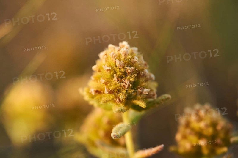 Felty germander (Teucrium polium) blooming at Mount "La Talaia del Montmell" at evening, Catalonia, Spain, Europe