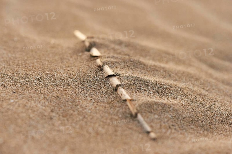 Old reed lying on the beach "Platja del Fangar", coast, nature reserve, ebro delta, Catalonia, Spain, Europe