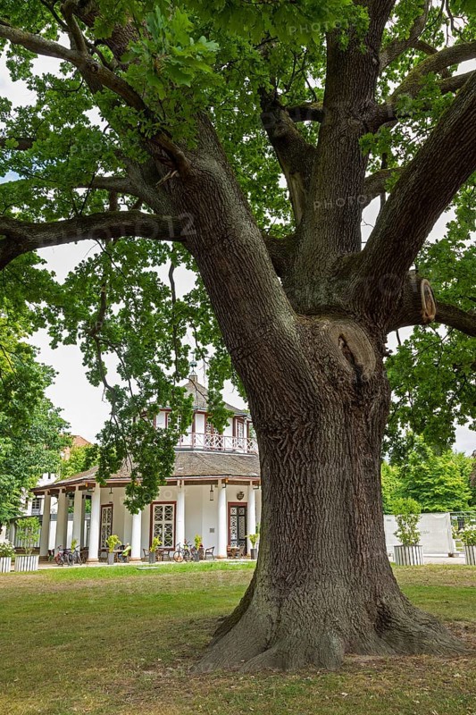 Tree, White Pavilion, Bad Doberan, Mecklenburg-Western Pomerania, Germany, Europe