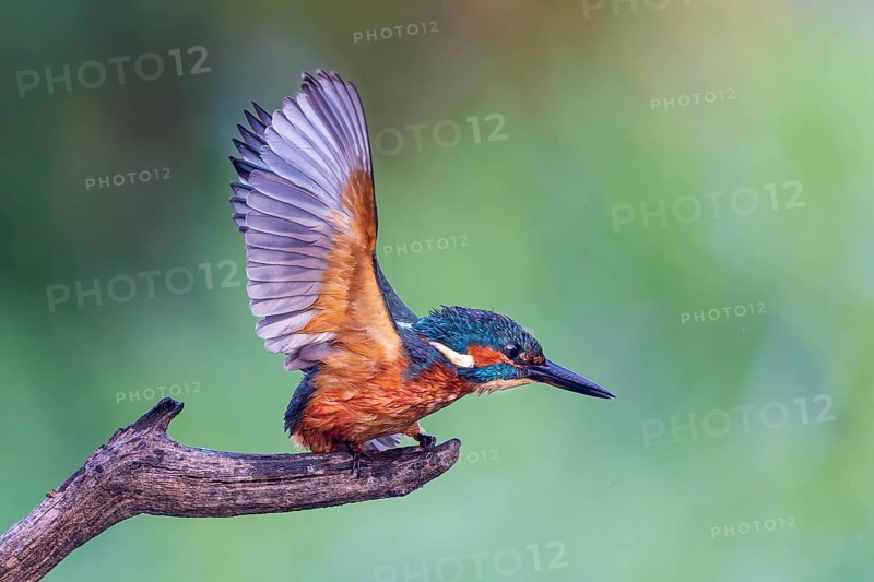 Common kingfisher (Alcedo atthis) juvenile, male, flapping his wings, Middle Elbe Biosphere Reserve, UNESCO Biosphere Reserve Elbe River Landscape, Saxony-Anhalt, Germany, Europe