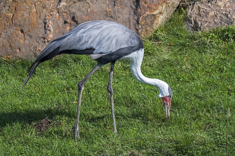 Wattled crane (Bugeranus carunculatus) (Grus carunculata) foraging, native to Africa