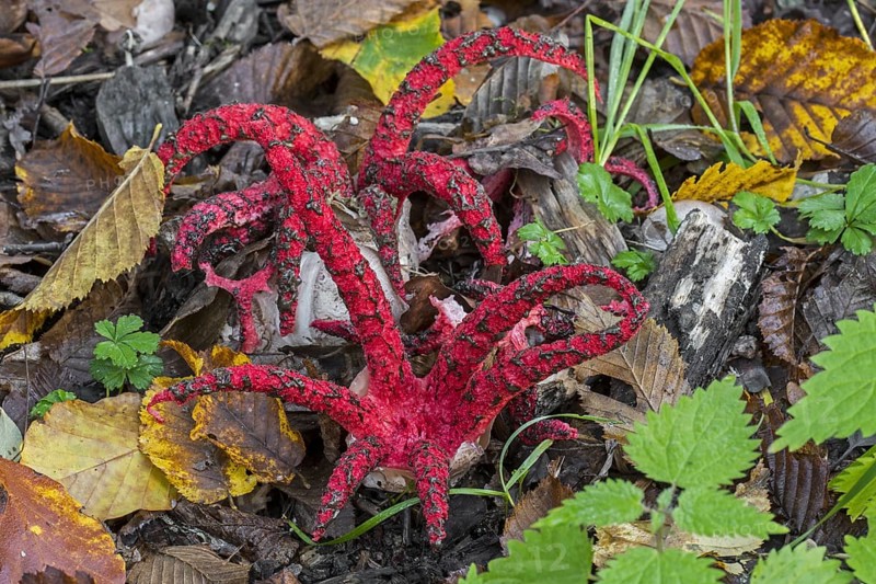 Octopus stinkhorn (Clathrus archeri), devil's fingers (Lysurus archeri) invasive fungus in Europe but endemic to Africa, New Zealand and Australia