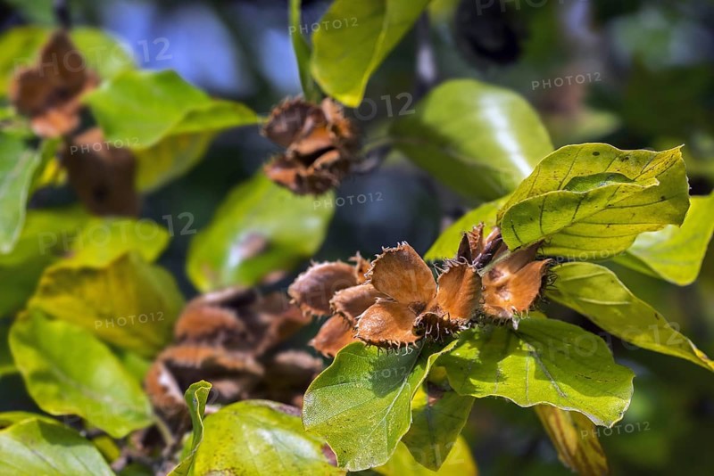European beech (Fagus sylvatica), common beech close up of leaves and open cupules in early autumn
