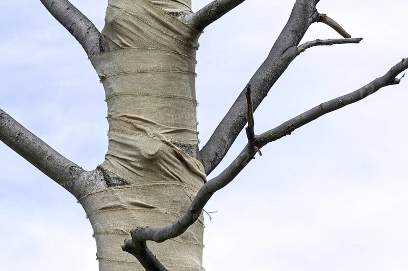 Exposed beech tree (Fagus sylvatica) trunk wrapped in burlap, jute as protection for bark against sunburn and frost