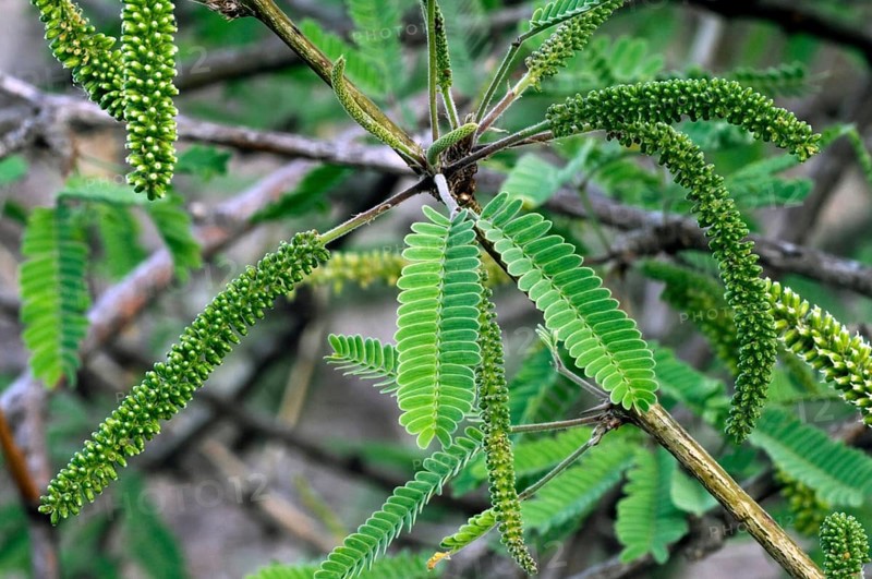 Velvet mesquite (Prosopis velutina) Close-up of leaves and flowering catkins, Sonoran Desert, Arizona, USA, North America
