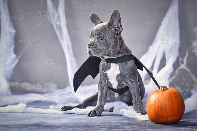 Young blue French Bulldog wearing halloween bat costume wings sitting next to pumpkin in front of gray background with spooky cobwebs