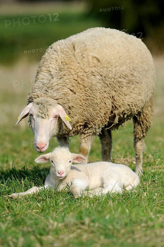 Merino sheep with lamb, sheep, sheep