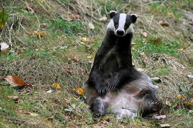 Badger, european badgers (Meles meles), Marten species, Predators, Mammals, Animals, European badger sitting upright in meadow