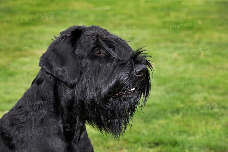 Domestic dog (Canis lupus familiaris) close-up