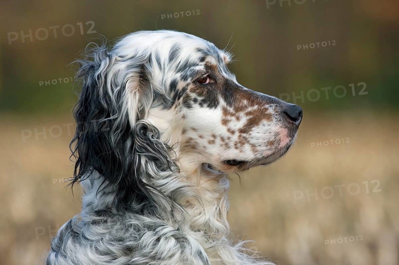 English Setter domestic dog (Canis lupus familiaris) close-up