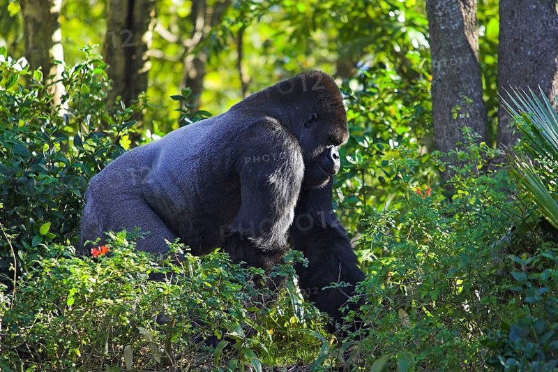 Western lowland gorilla (Gorilla gorilla gorilla), silverback, lateral, siberian ridge