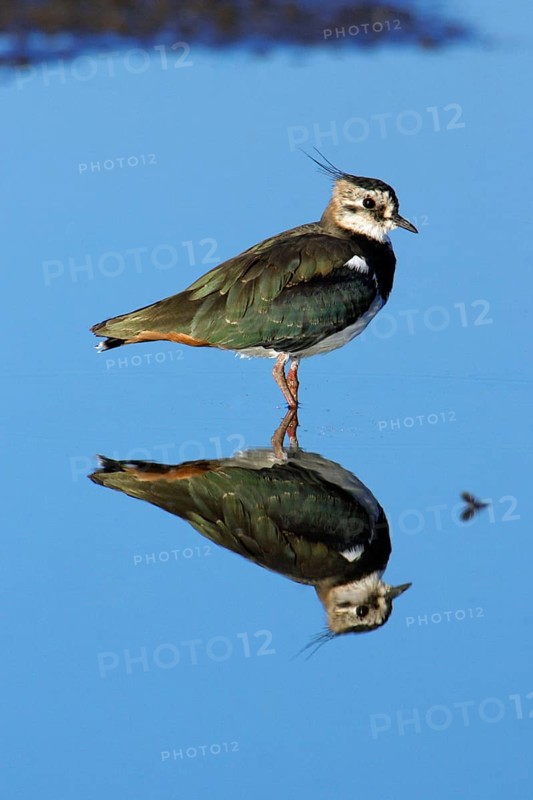 Lapwing (Vanellus vanellus), Northumberland national park, England, side