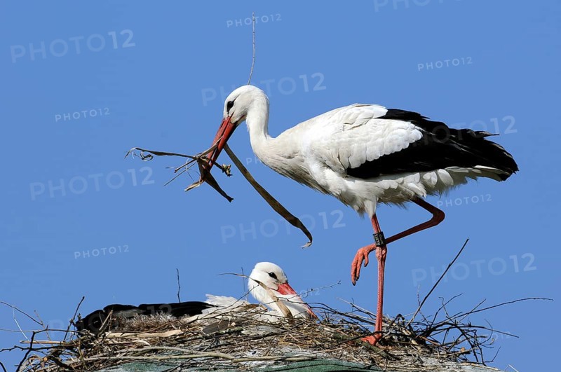 White storks (Ciconia ciconia), pair, nest, nesting material, Germany, Europe