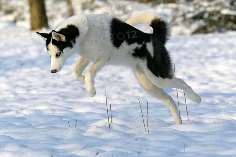 Siberian husky
