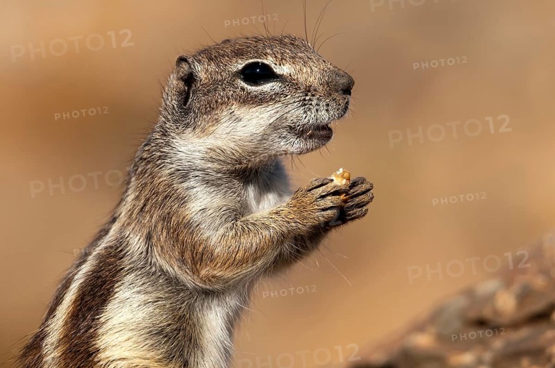 Barbary ground squirrel (Atlantoxerus getulus), chipmunk, Atlantic squirrel, ground squirrel, wildlife, Canary Islands, Fuerteventura, Spain, Europe