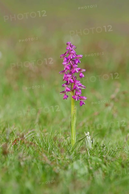 Man's orchid (Orchis mascula), flowering in a meadow, Hesse, Germany, Europe