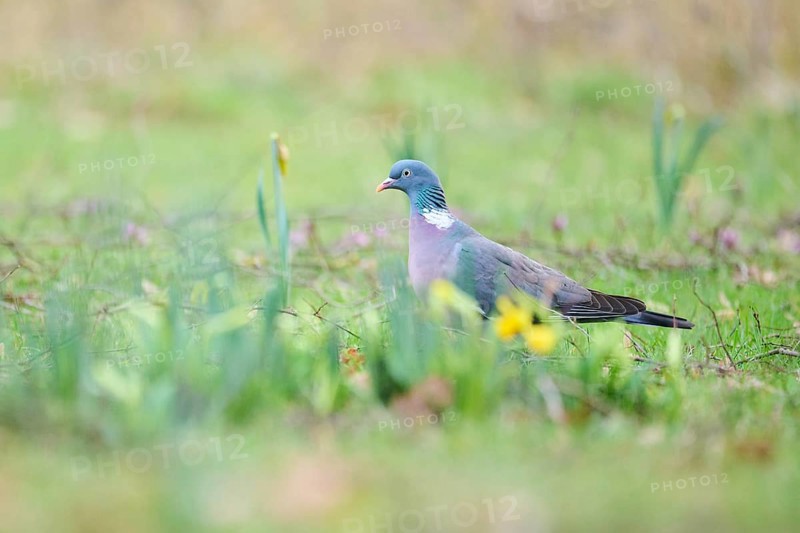 Feral pigeon (Columba livia domestica) on a meadow, Bavaria, Germany Europe