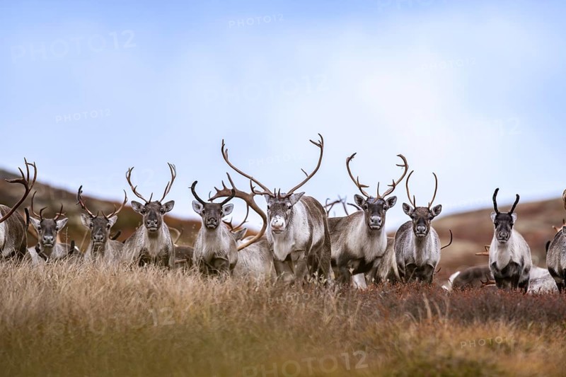 Wild mountain reindeer (Rangifer tarandus tarandus), reindeer, herd in autumn tundra, Forollhogna National Park, Norway, Europe