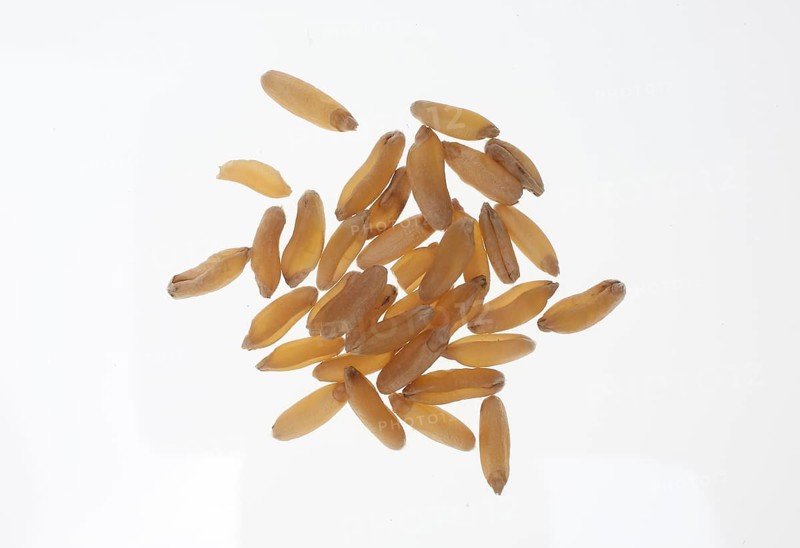 Khorasan wheat (Triticum turgidum × polonicum), also called kamut, is an old variety of spring wheat