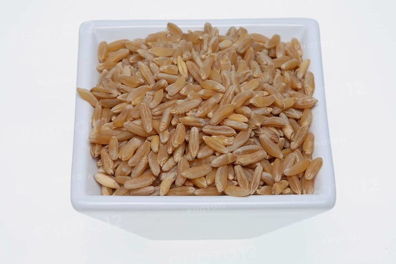 Khorasan wheat (Triticum turgidum × polonicum), also called kamut, is an old variety of spring wheat