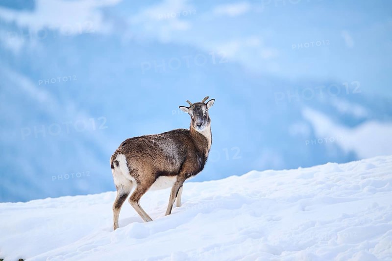 European mouflon (Ovis aries musimon) on a snowy meadow in the mountains in tirol, Kitzbühel, Wildpark Aurach, Austria, Europe