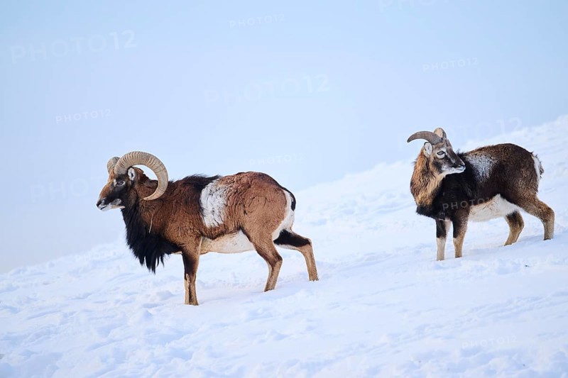 European mouflon (Ovis aries musimon) rams on a snowy meadow in the mountains in tirol, Kitzbühel, Wildpark Aurach, Austria, Europe