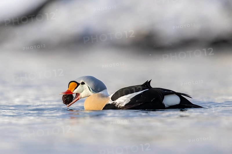 King eider (Somateria spectabilis), also known as King Eider, male eating a sea urchin, Batsfjord, Båtsfjord, Varanger Peninsula, Finnmark, Northern Norway, Norway, Europe
