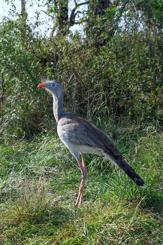 Red-legged seriema (Cariama cristata) in the breeding station of the Conservation Land Trust at the Estancia El Socorro, near Colonia Carlos Pellegrini, Esteros del Iberá, Province of Corrientes, Argentina, South America