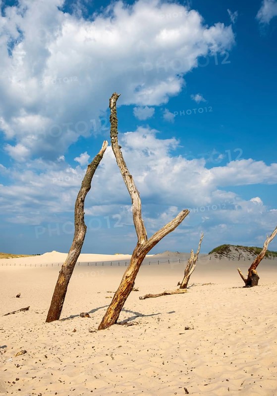 Dead trees, Slovincian National Park, Slowinski Park Narodowy, Poland, Europe