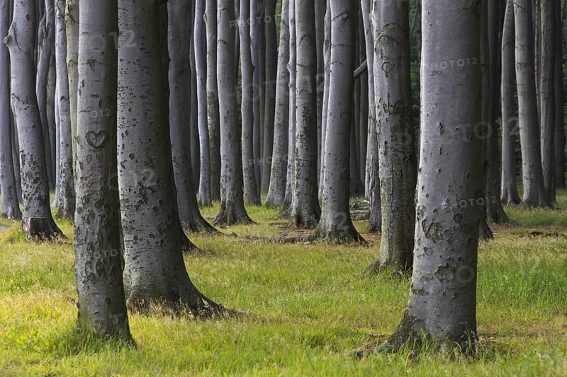 Beech trees, shaped by strong sea winds, at Ghost Wood, Gespensterwald along the Baltic Sea beach at Nienhagen, Mecklenburg-Vorpommern, Germany, Europe