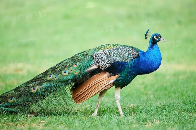 Indian peafowl (Pavo cristatus) walking on a meadow, Spain, Europe