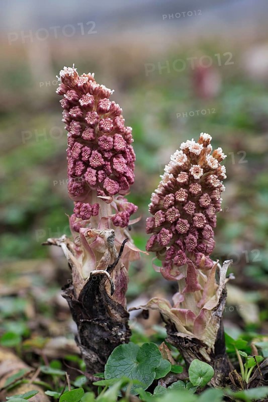 Butterbur (Petasites hybridus), Lower Saxony, Germany, Europe