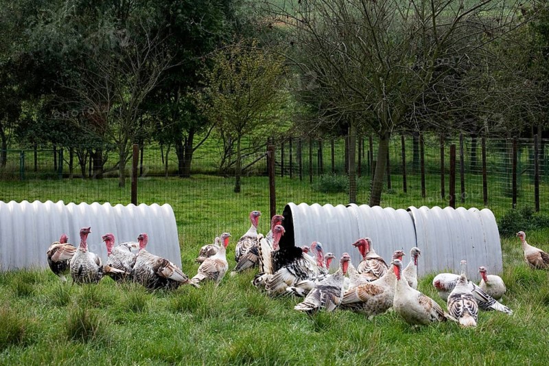 Domestic turkeys, turkey, turkeys, turkeys, chicken birds, livestock, animals, birds, poultry, Domesticated common turkey (Meleagris gallopavo) hens at poultry farm