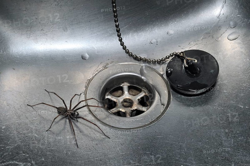 Giant house spider (Tegenaria duellica) (Tegenaria gigantea) in kitchen sink next to drain hole, Belgium, Europe