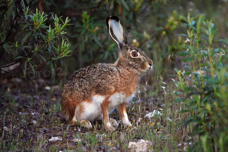 Granada hare (Lepus granatensis), Portugal, Europe