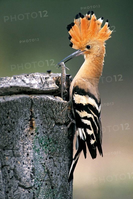Hoopoe (Upupa epops) with lizard, at nest entrance, Andalusia, Spain, Europe