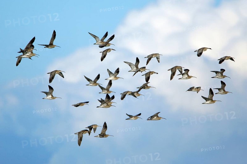 Curlews, Northumberland, England (Numenius arquata)