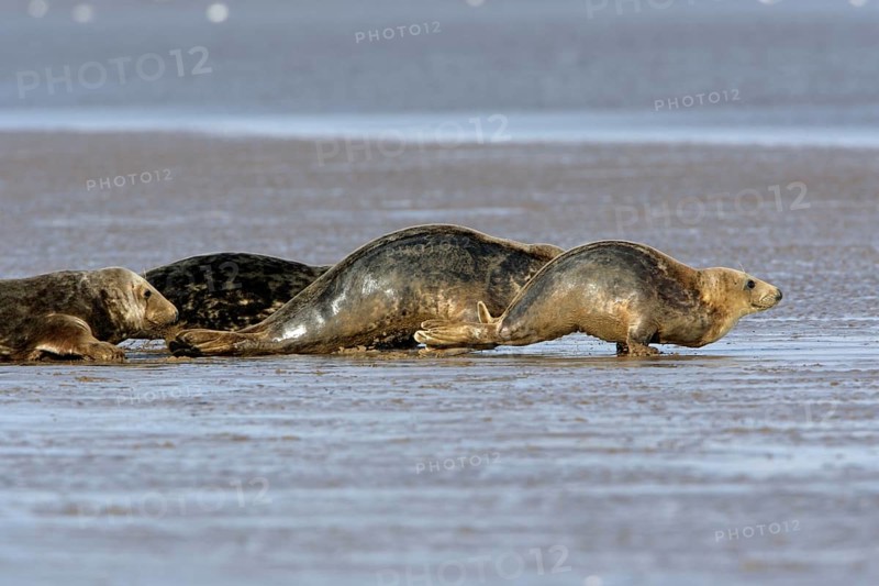 Grey Seals (Halichoerus grypus), England