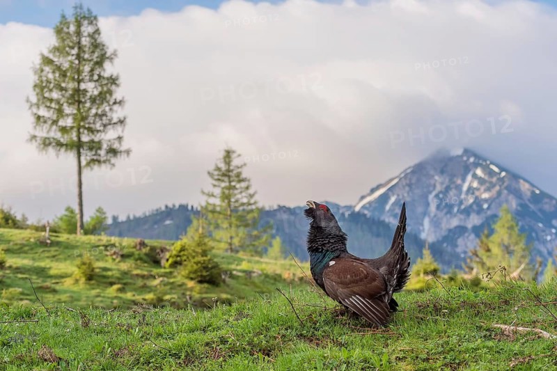 Western capercaillie (Tetrao urogallus) courting, Kalkalpen National Park, Upper Austria, Austria, Europe