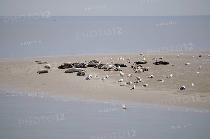 Harbor seals (Phoca vitulina) and grey seals (Halichoerus grypus), on sandbank at low tide, Texel Island, North Holland, Netherlands