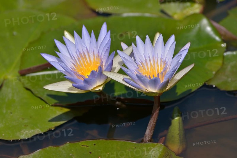 Blue Egyptian Water Lilies or Sacred Blue Lilies (Nymphaea caerulea), South Luangwa National Park, Luangwa Valley, Zambia, Africa
