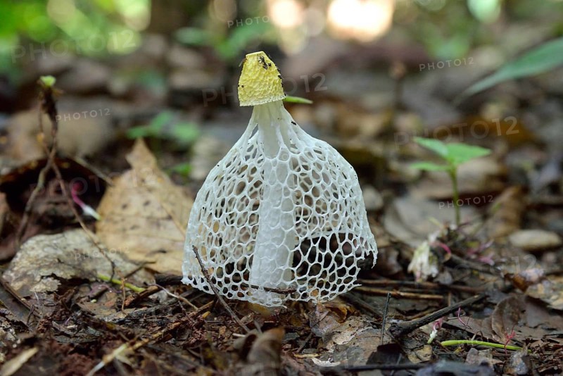 Phallus multicolor (Phallus multicolor), Lobéké National Park, Southwest Region, Cameroon, Africa