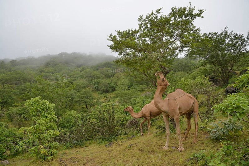 Dromedary (Camelus dromedarius) feeding from a tree during the monsoon season, or Khareef season, in the green mountains, Wadi Derbat, near Salalah, Dhofar Region, Oman, Asia
