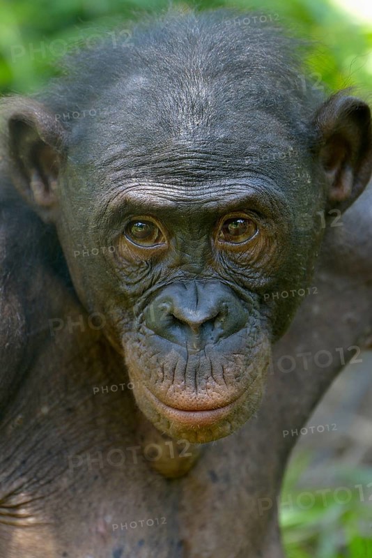 Bonobo (Pan paniscus), portrait, Lola ya Bonobo Sanctuary, Kimwenza, Mont Ngafula, Kinshasa, Democratic Republic of the Congo