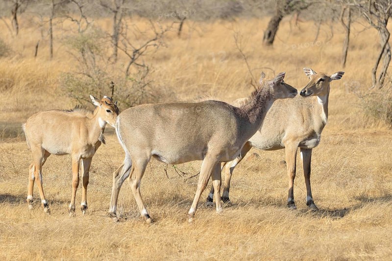 Nilgai or Nilgaus (Boselaphus tragocamelus), Gir Forest National Park, Gir Sanctuary, Gujarat, India, Asia