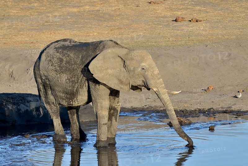 African bush elephants (Loxodonta africana) drinking at Somalisa waterhole, Hwange National Park, Matabeleland North, Zimbabwe, Africa