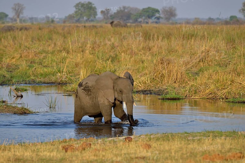 Elephant (Loxodonta africana), calf in the Cuando River, Bwabwata National Park, Zambezi Region, Caprivi Strip, Namibia, Africa